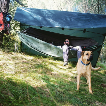 hammock camping dog